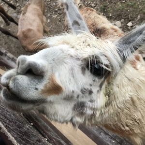 Meet your Posher, Laney